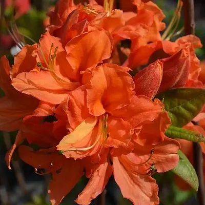 Азалия МАНДАРИН ЛАЙТС листопадная  Азалия МАНДАРИН ЛАЙТС листопадная в Орше