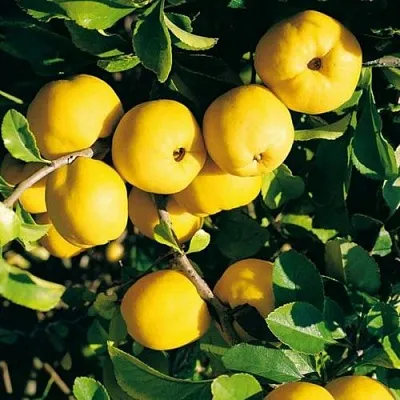 Айва ЦЕЗАРЬ в Орше