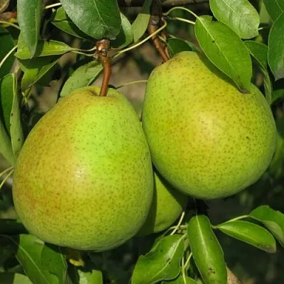 Груша НАЙТ-ВЕРТ колонновидная в Орше