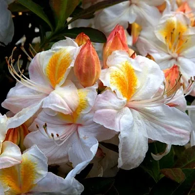 Азалия СИЛЬВЕР СЛИППЕР листопадная  Азалия СИЛЬВЕР СЛИППЕР листопадная в Орше