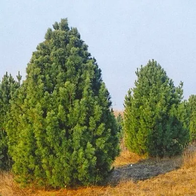 Сосна черная ПИРАМИДАЛИС  Сосна черная ПИРАМИДАЛИС в Орше