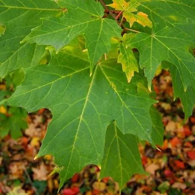 Клен сахарный  Клен сахарный в Орше