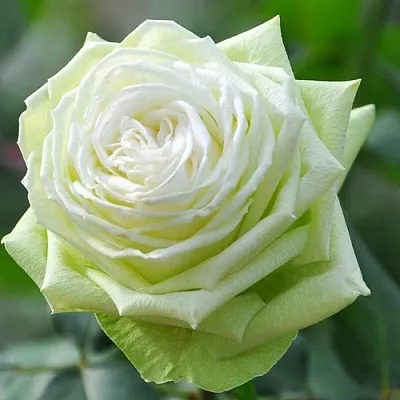 Роза ВАКАНА японская  Роза ВАКАНА японская в Орше