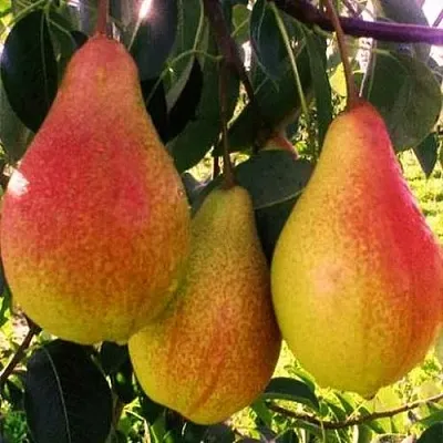 Груша АББАТ ФЕТТЕЛЬ   Груша АББАТ ФЕТТЕЛЬ  в Орше