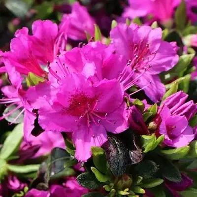 Азалия КЕНИГШТАЙН японская  Азалия КЕНИГШТАЙН японская в Орше