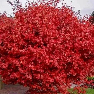 Клен гиннала   Клен гиннала  в Орше