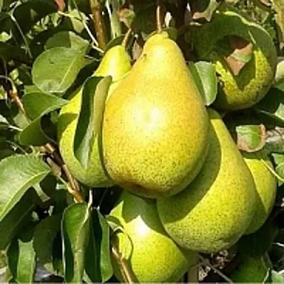 Груша ПАТТЕН (ГЛУБОКСКАЯ)  Груша ПАТТЕН (ГЛУБОКСКАЯ) в Орше