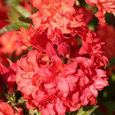 Азалия ФОЙЕРКОПФЕН крупноцветковая  Азалия ФОЙЕРКОПФЕН крупноцветковая в Орше