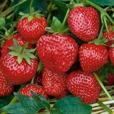 Клубника СЕЛЬВА ремонтантная в Орше