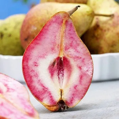 Груша БЛЮТБЕРН  Груша БЛЮТБЕРН в Орше