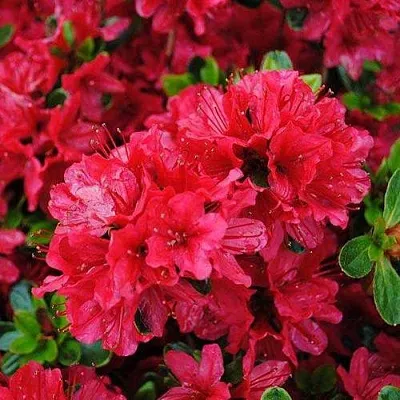 Азалия ХИНО КРИМСОН японская  Азалия ХИНО КРИМСОН японская в Орше