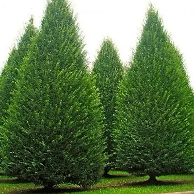 Граб   Граб  в Орше