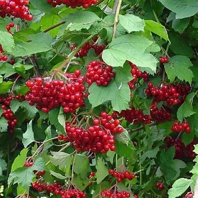 Калина КОМПАКТУМ  Калина КОМПАКТУМ в Орше