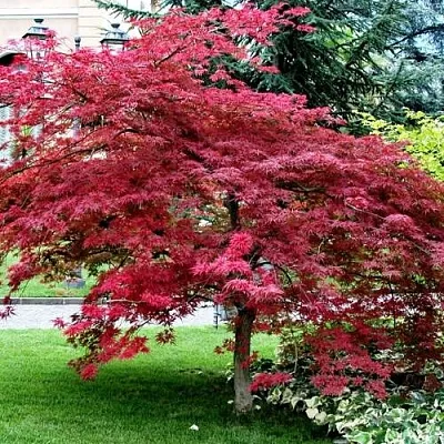 Клен пальмолистный  Клен пальмолистный в Орше