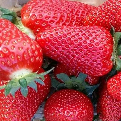 Клубника АМИ в Орше