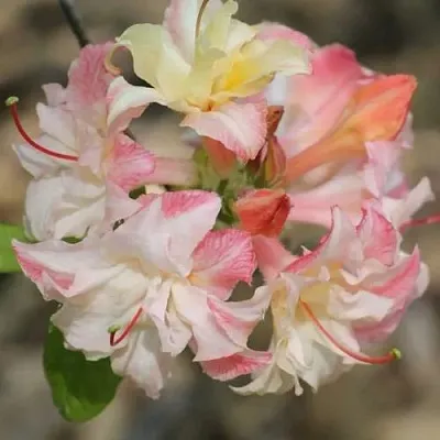 Азалия КЭННОНС ДАБЛ листопадная  Азалия КЭННОНС ДАБЛ листопадная в Орше