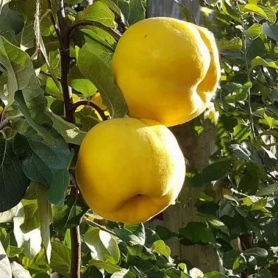 Айва МАРИЯ в Орше