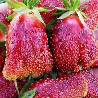 Клубника КУПЧИХА в Орше