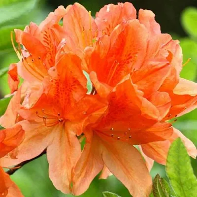 Азалия ГЕЙША ОРАНЖ японская  Азалия ГЕЙША ОРАНЖ японская в Орше