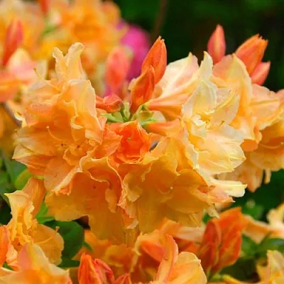 Азалия ЧАРДАШ листопадная  Азалия ЧАРДАШ листопадная в Орше