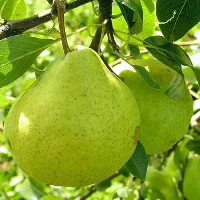 Груша ДАЛИКОР колонновидная в Орше