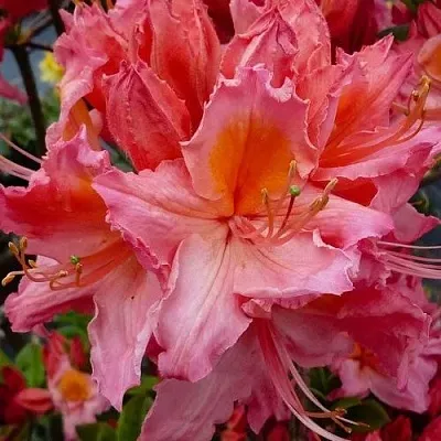 Азалия ПИНК ДЕЛАЙТ листопадная	  Азалия ПИНК ДЕЛАЙТ листопадная	 в Орше