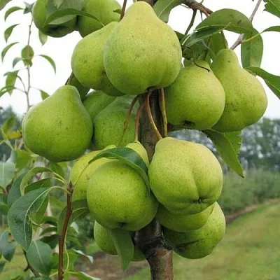 Груша ДЕКОР колонновидная в Орше
