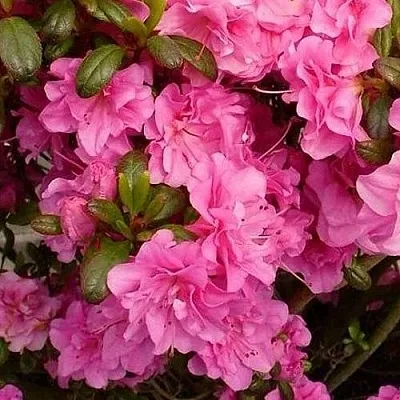 Азалия ПЕТТИКОУТ японская  Азалия ПЕТТИКОУТ японская в Орше