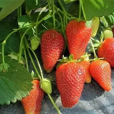 Клубника РОКСАНА в Орше