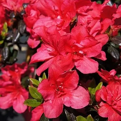 Азалия МАРУШКА японская  Азалия МАРУШКА японская в Орше