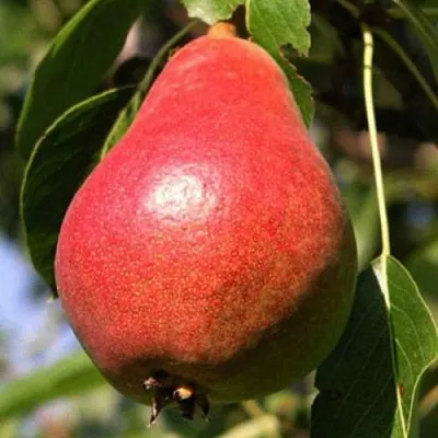 Груша НАРЯДНАЯ ЕФИМОВА  Груша НАРЯДНАЯ ЕФИМОВА в Орше