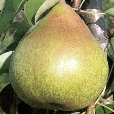 Груша КОРОЛЛА  Груша КОРОЛЛА в Орше