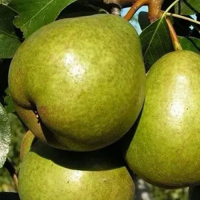 Груша ЯСАЧКА  Груша ЯСАЧКА в Орше