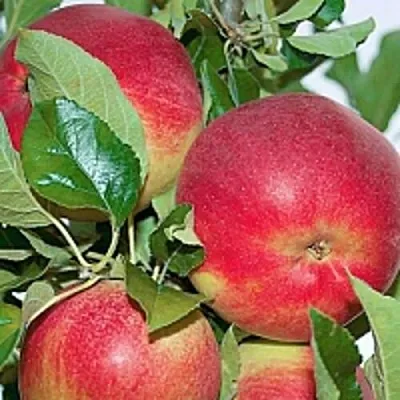 Яблоня СЕНАТОР колонновидная  Яблоня СЕНАТОР колонновидная в Орше