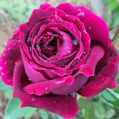 Роза РОЯЛ ПАЛАС японская  Роза РОЯЛ ПАЛАС японская в Орше