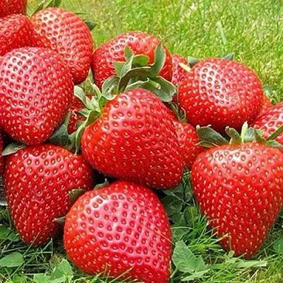 Клубника ЭЛИАНЕ в Орше