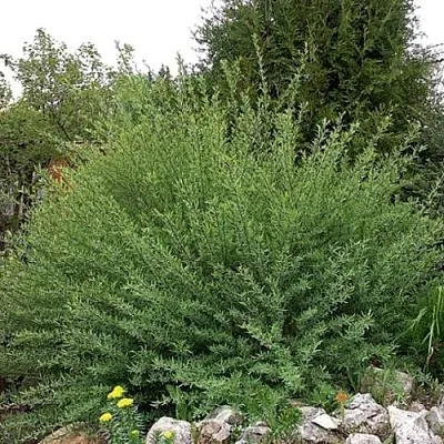 Ива НАНА пурпурная  Ива НАНА пурпурная в Орше