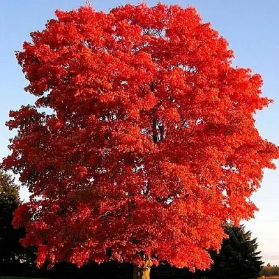 Дуб красный  Дуб красный в Орше