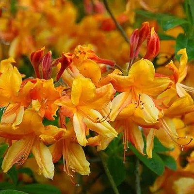 Азалия ОРАНЖ ХИТ листопадная  Азалия ОРАНЖ ХИТ листопадная в Орше