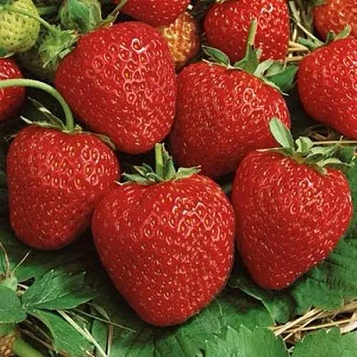 Клубника КОРОНА в Орше