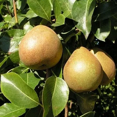 Саженцы груши Белорусская поздняя Саженцы груши Белорусская поздняя