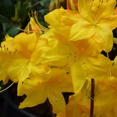 Азалия ЛИМЕТТА листопадная  Азалия ЛИМЕТТА листопадная в Орше