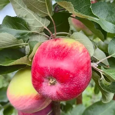 Яблоня АРБАТ колонновидная  Яблоня АРБАТ колонновидная в Орше