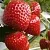 Клубника АРГЕНТЕРА в Орше
