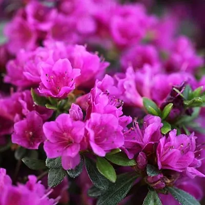 Азалия ХИРОКА японская  Азалия ХИРОКА японская в Орше