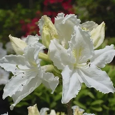 Азалия ОКСИДОЛ листопадная  Азалия ОКСИДОЛ листопадная в Орше