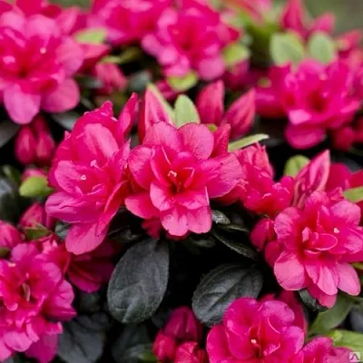 Азалия КАНЗОНЕТТА японская  Азалия КАНЗОНЕТТА японская в Орше