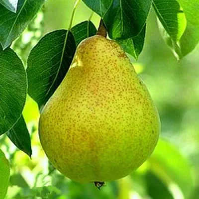 груша ОСЕННЯЯ МЕЧТА