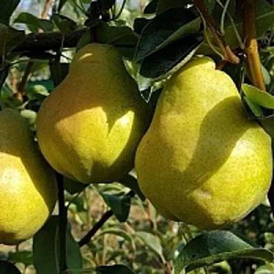 Груша СОКРОВИЩЕ  Груша СОКРОВИЩЕ в Орше