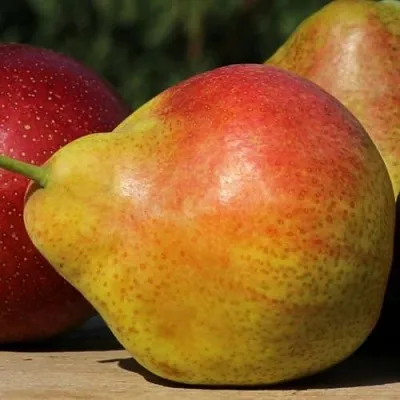 Груша ТАТЬЯНА  Груша ТАТЬЯНА в Орше